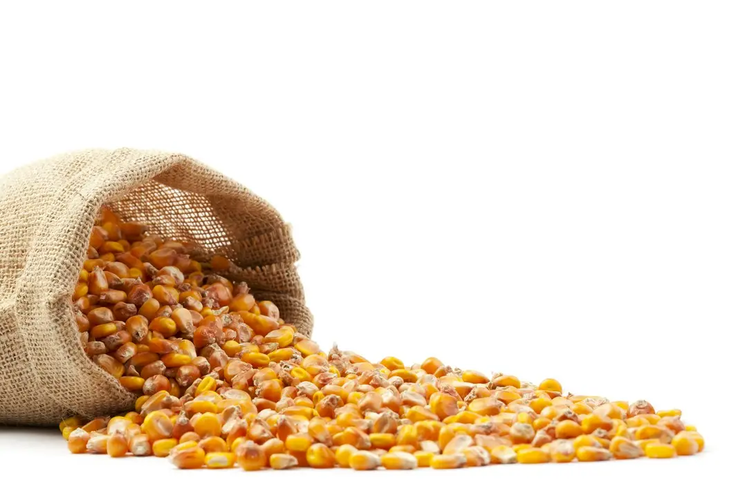 nasiona kukurydzy